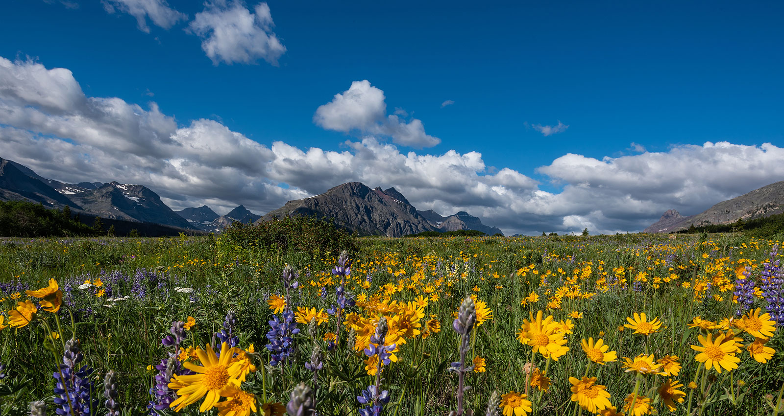 A wide range of flowers and mountains